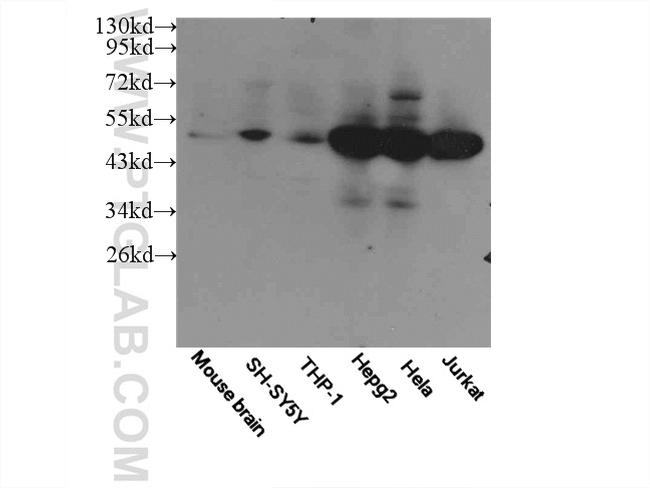 MAF Antibody in Western Blot (WB)