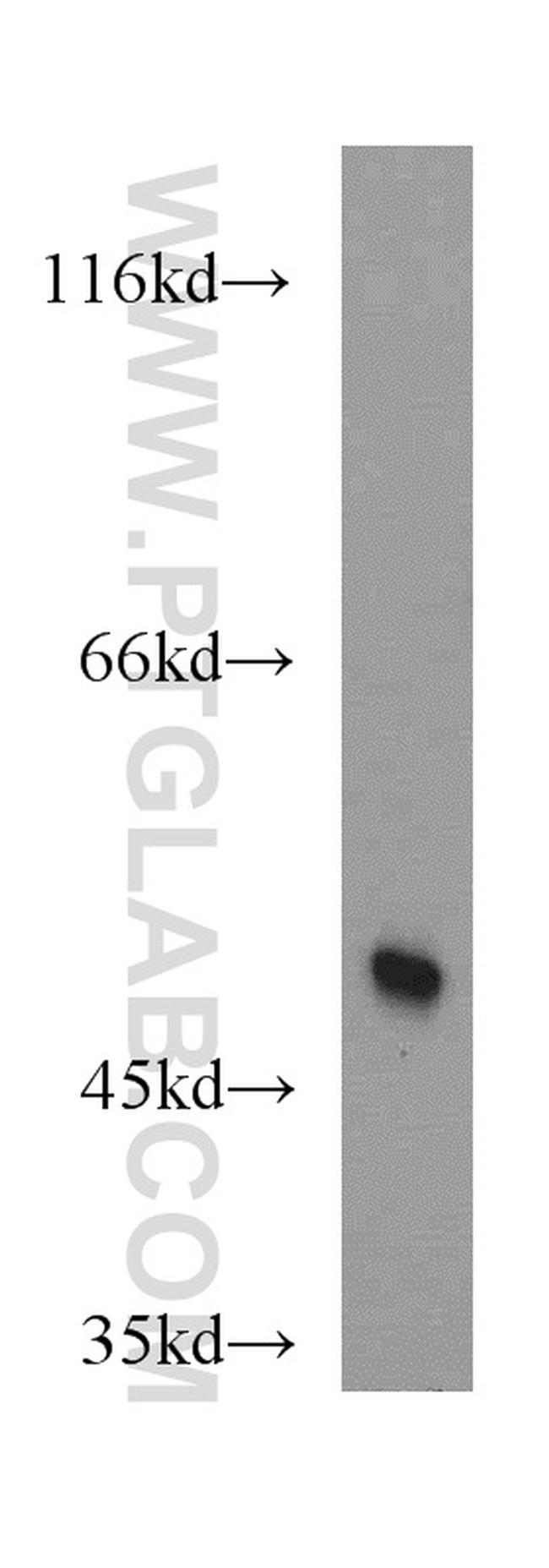 MAF Antibody in Western Blot (WB)