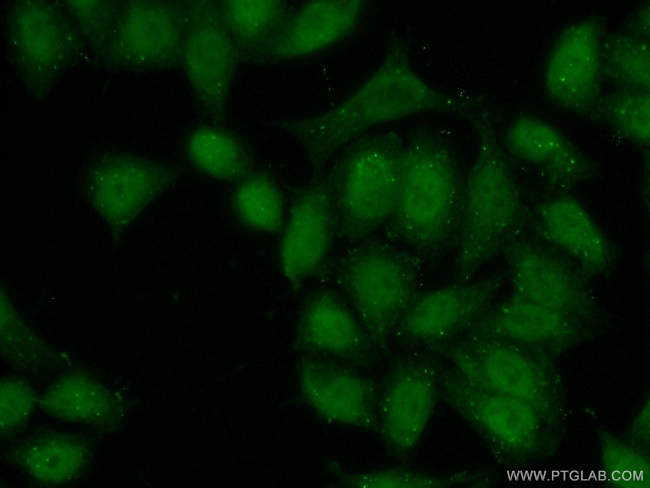 TSC22D4 Antibody in Immunocytochemistry (ICC/IF)