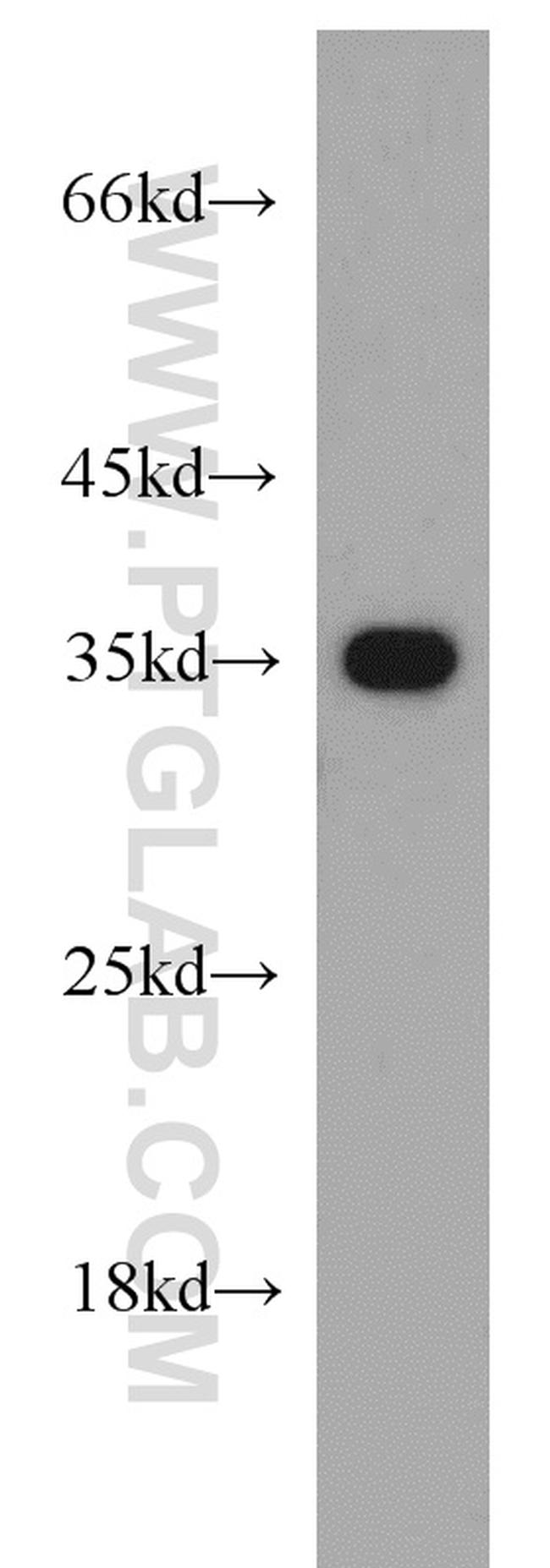 Annexin A1 Antibody in Western Blot (WB)