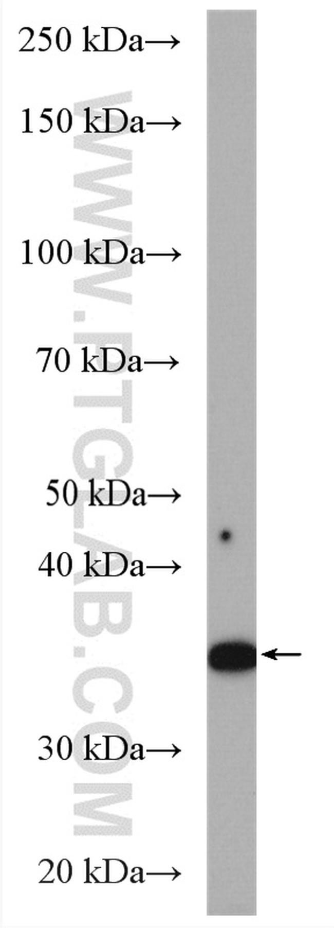 Annexin A1 Antibody in Western Blot (WB)