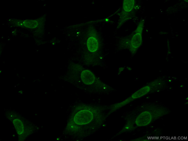 MKK7 Antibody in Immunocytochemistry (ICC/IF)