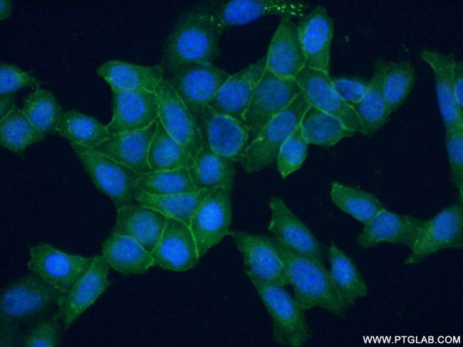 Syntaxin 2 Antibody in Immunocytochemistry (ICC/IF)