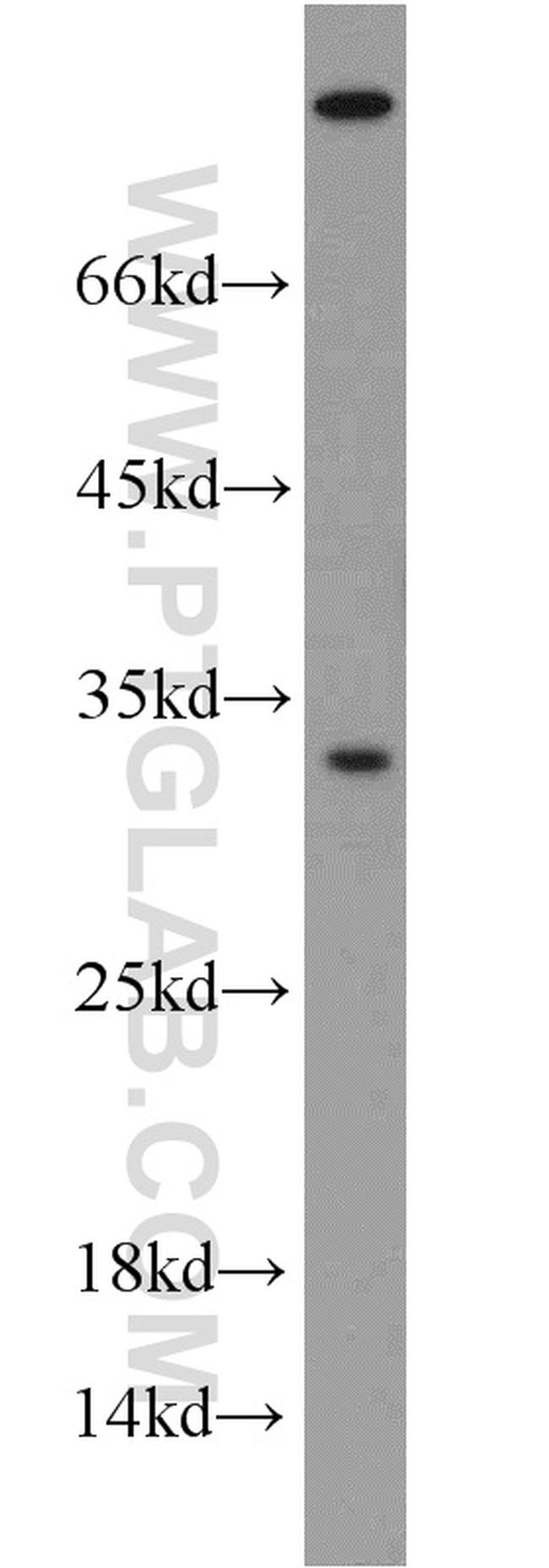 Syntaxin 2 Antibody in Western Blot (WB)