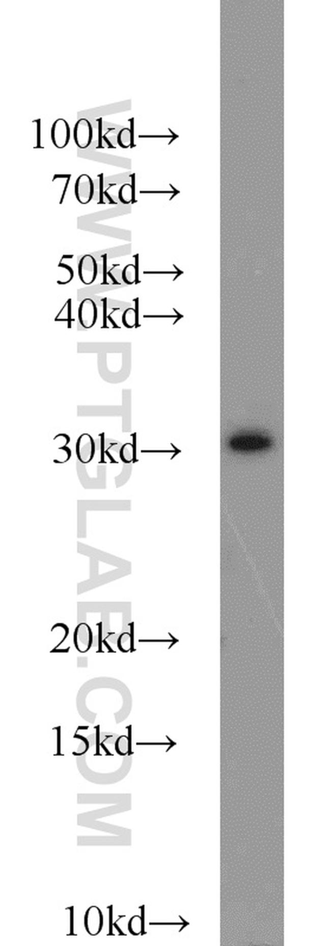 Syntaxin 2 Antibody in Western Blot (WB)