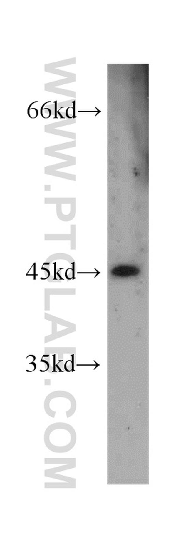 GFRA2 Antibody in Western Blot (WB)