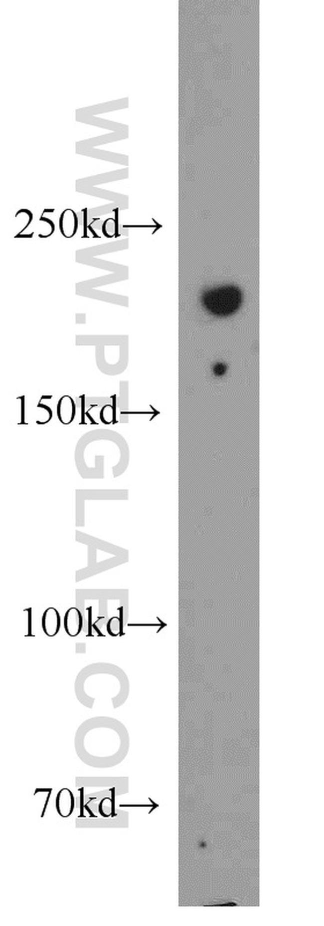 UNC13A/Munc13-1 Antibody in Western Blot (WB)