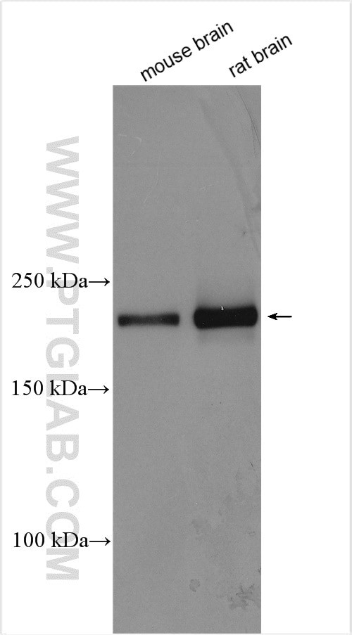 UNC13A/Munc13-1 Antibody in Western Blot (WB)