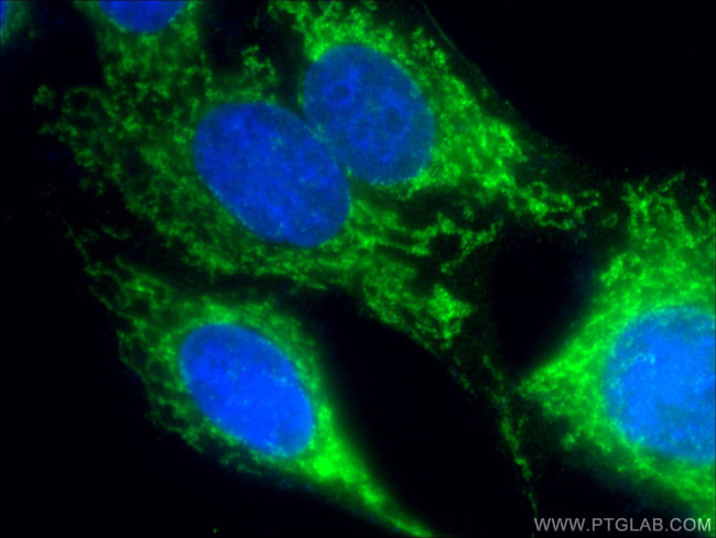 MTCO2 Antibody in Immunocytochemistry (ICC/IF)