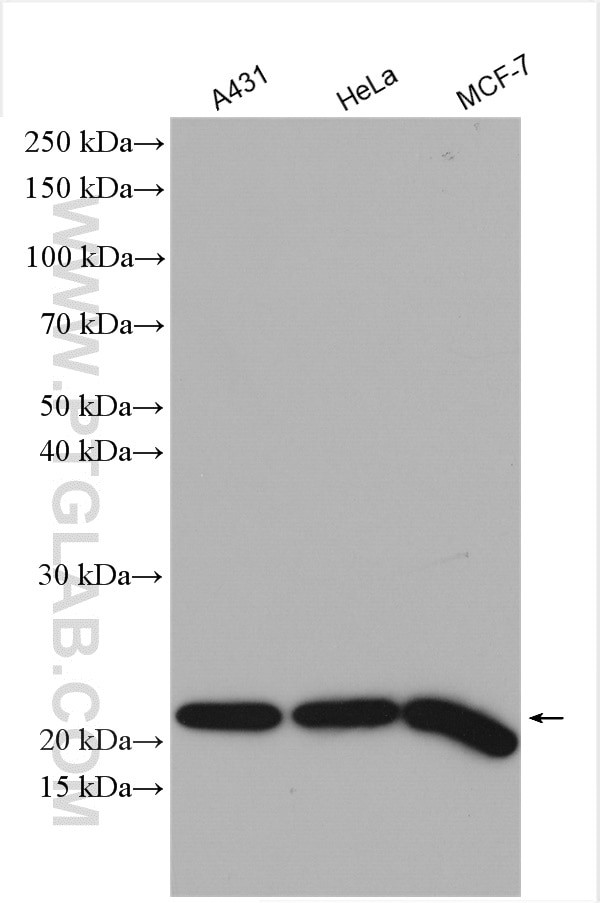 MTCO2 Antibody in Western Blot (WB)