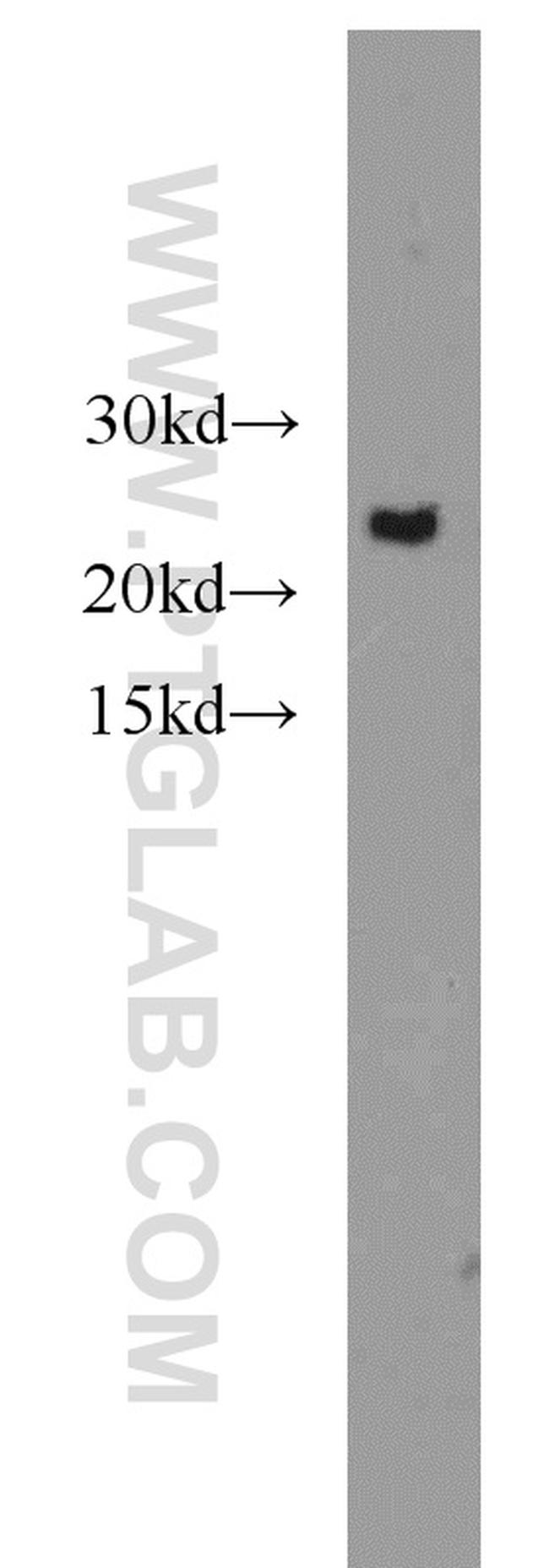 MTCO2 Antibody in Western Blot (WB)