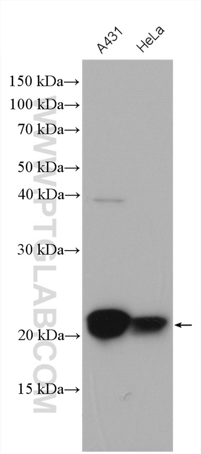 MTCO2 Antibody in Western Blot (WB)