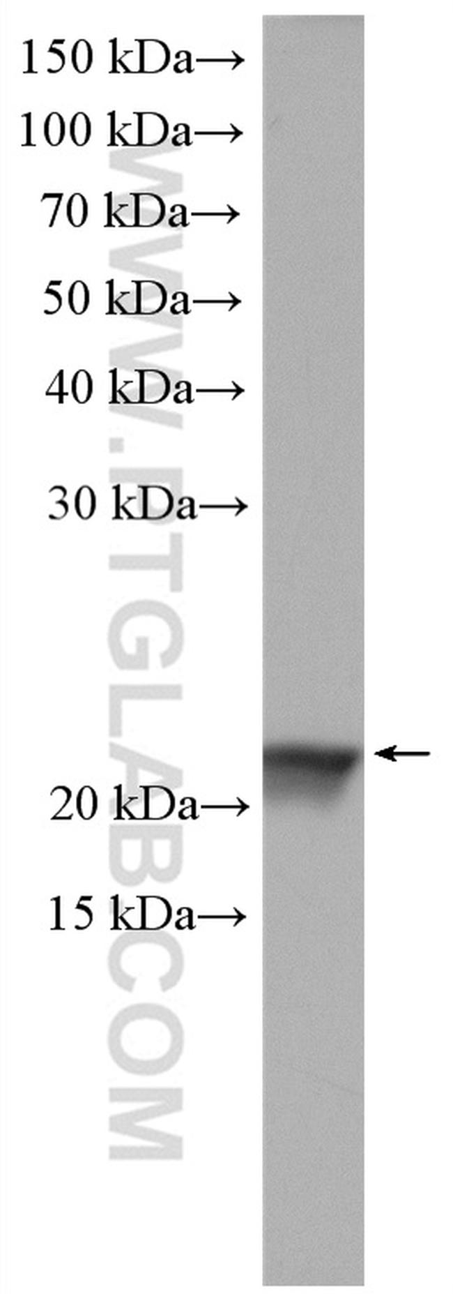 MTCO2 Antibody in Western Blot (WB)