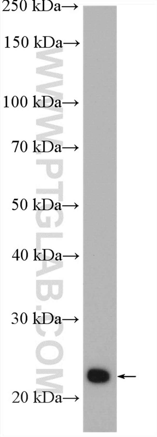 MTCO2 Antibody in Western Blot (WB)