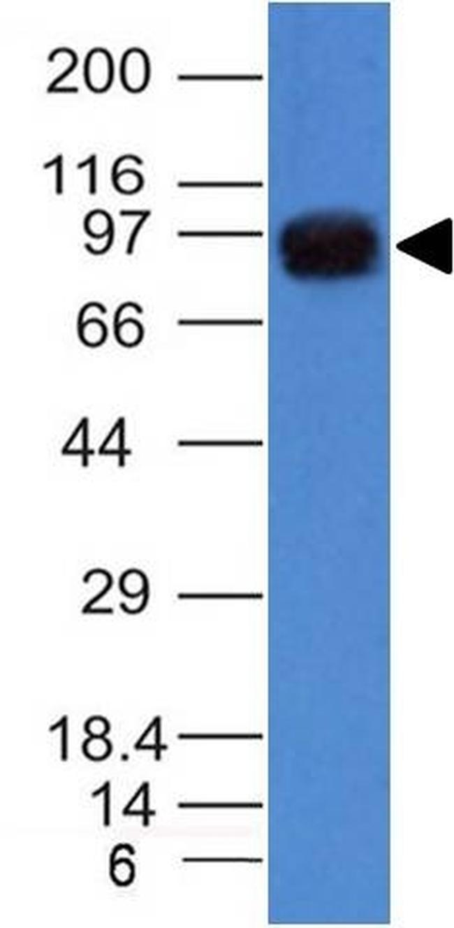 UACA/Nucling Antibody in Western Blot (WB)