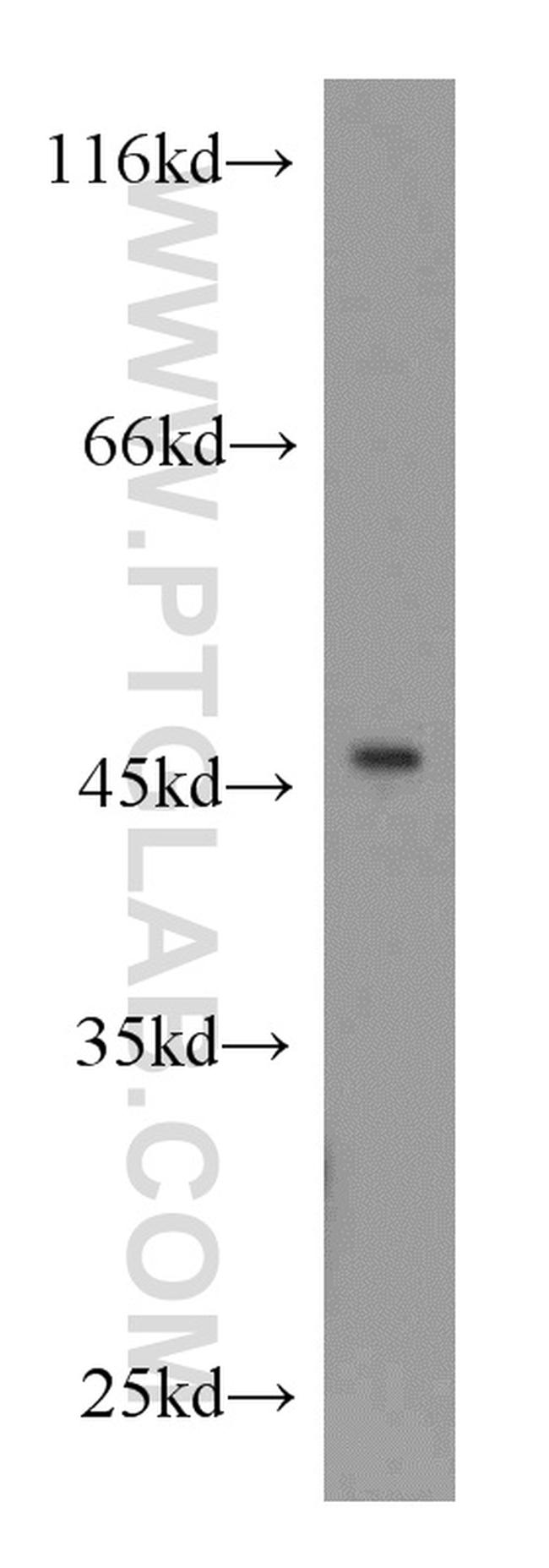 SPI1 Antibody in Western Blot (WB)