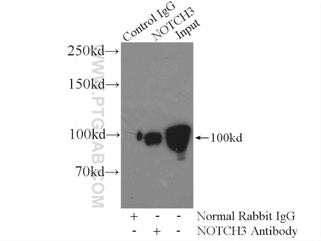 NOTCH3 Antibody in Immunoprecipitation (IP)