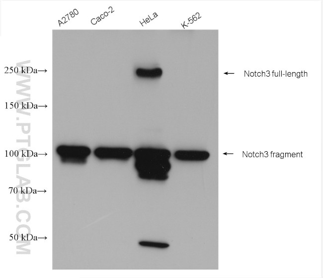 NOTCH3 Antibody in Western Blot (WB)