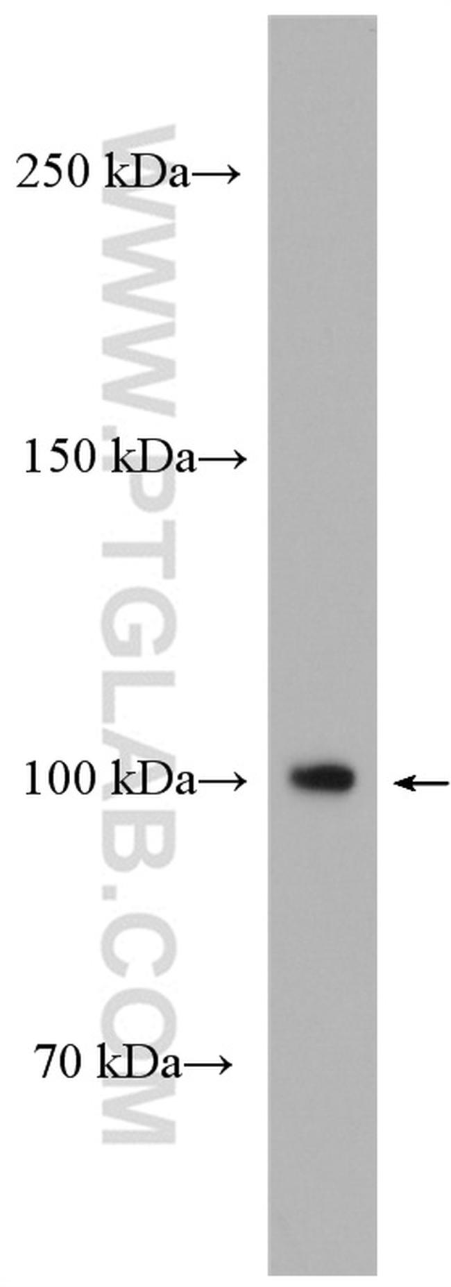 NOTCH3 Antibody in Western Blot (WB)