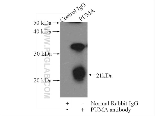 PUMA Antibody in Immunoprecipitation (IP)