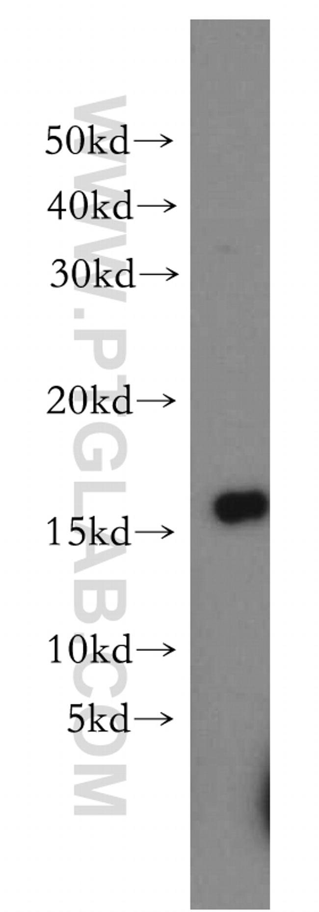 PUMA Antibody in Western Blot (WB)