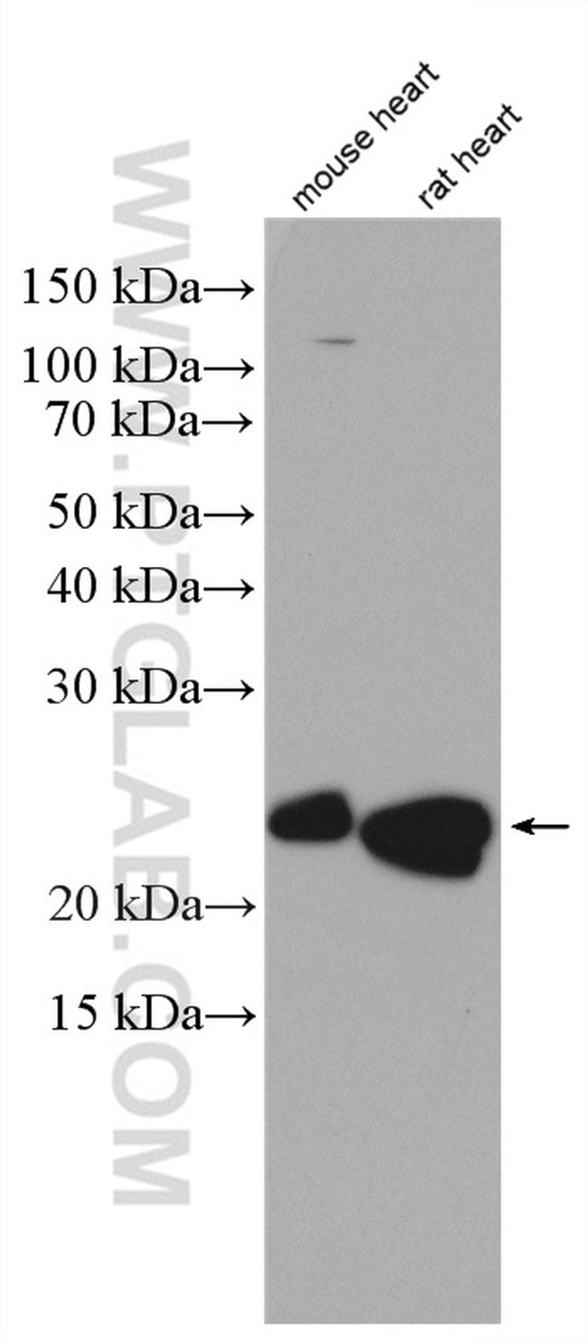 PUMA Antibody in Western Blot (WB)