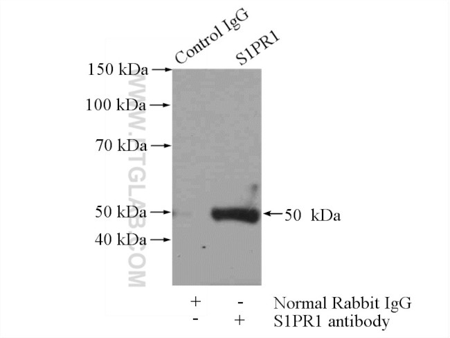 S1PR1/EDG1 Antibody in Immunoprecipitation (IP)