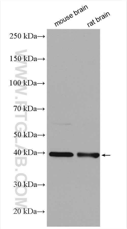 S1PR1/EDG1 Antibody in Western Blot (WB)