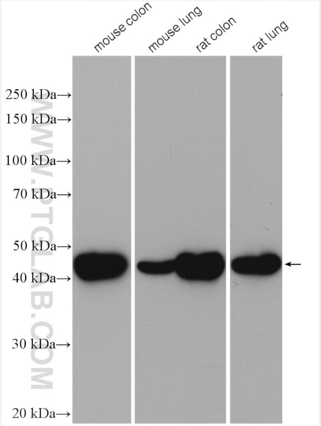 Alpha SMA Antibody in Western Blot (WB)