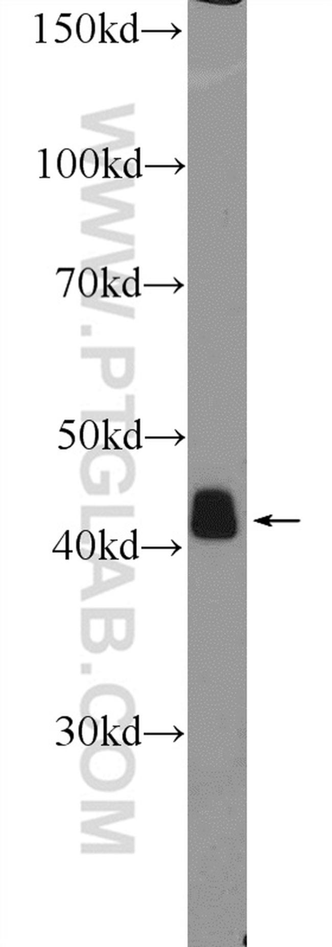 Alpha SMA Antibody in Western Blot (WB)