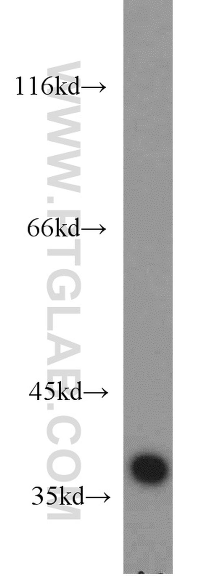 PPP1CB Antibody in Western Blot (WB)