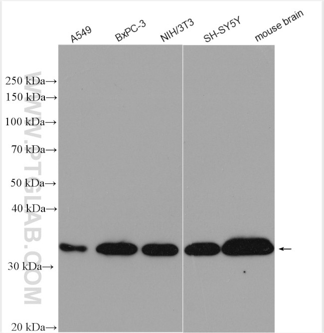 PPP1CB Antibody in Western Blot (WB)