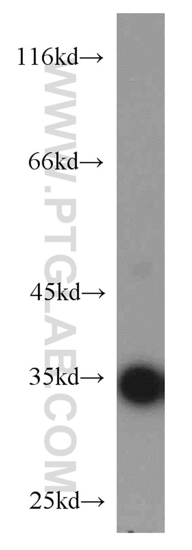 PPP1CB Antibody in Western Blot (WB)