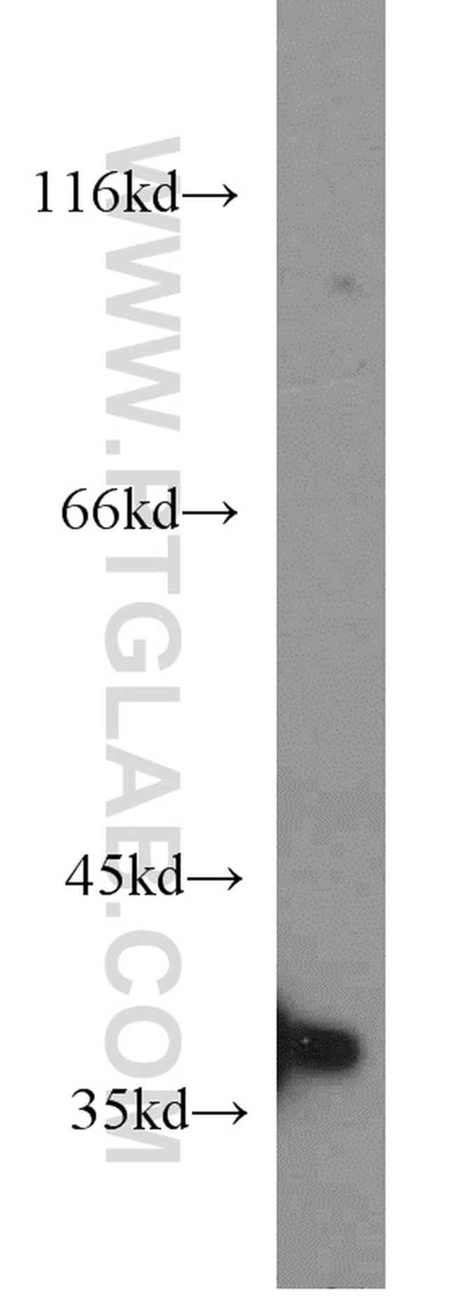 PPP1CB Antibody in Western Blot (WB)