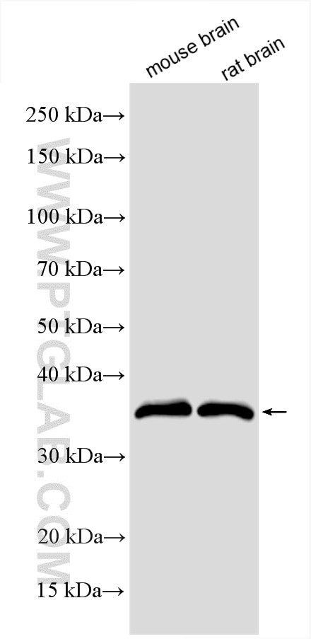PPP1CC Antibody in Western Blot (WB)