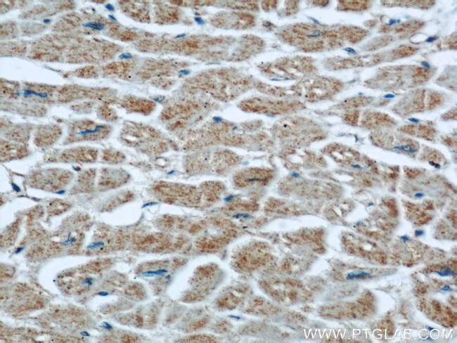 XDH Antibody in Immunohistochemistry (Paraffin) (IHC (P))