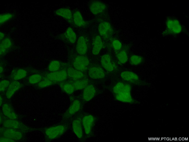 FBXO43 Antibody in Immunocytochemistry (ICC/IF)