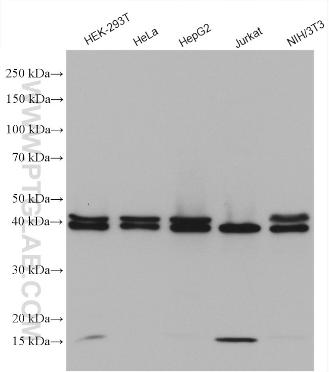 SET Antibody in Western Blot (WB)