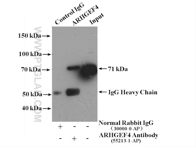 ARHGEF4 Antibody in Immunoprecipitation (IP)