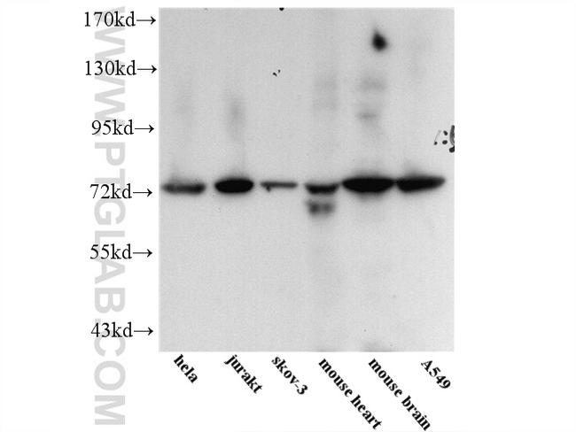 ARHGEF4 Antibody in Western Blot (WB)