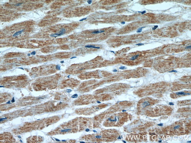 HCN1 Antibody in Immunohistochemistry (Paraffin) (IHC (P))