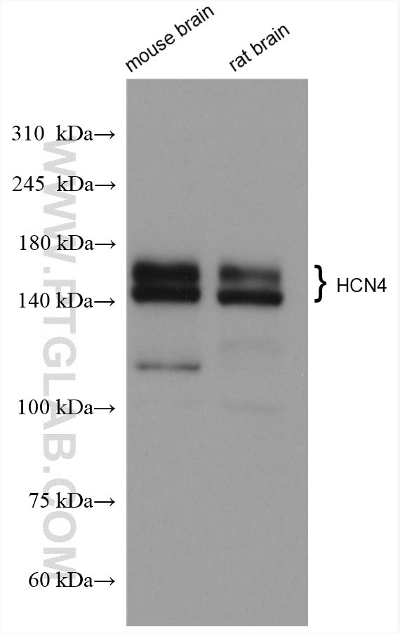 HCN4 Antibody in Western Blot (WB)