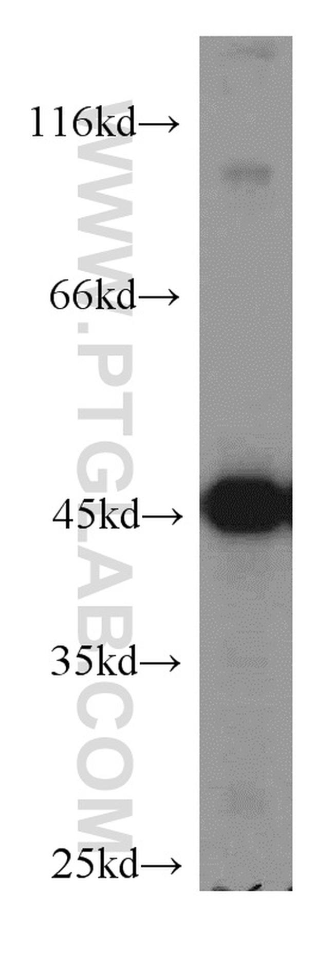 ENO1 Antibody in Western Blot (WB)