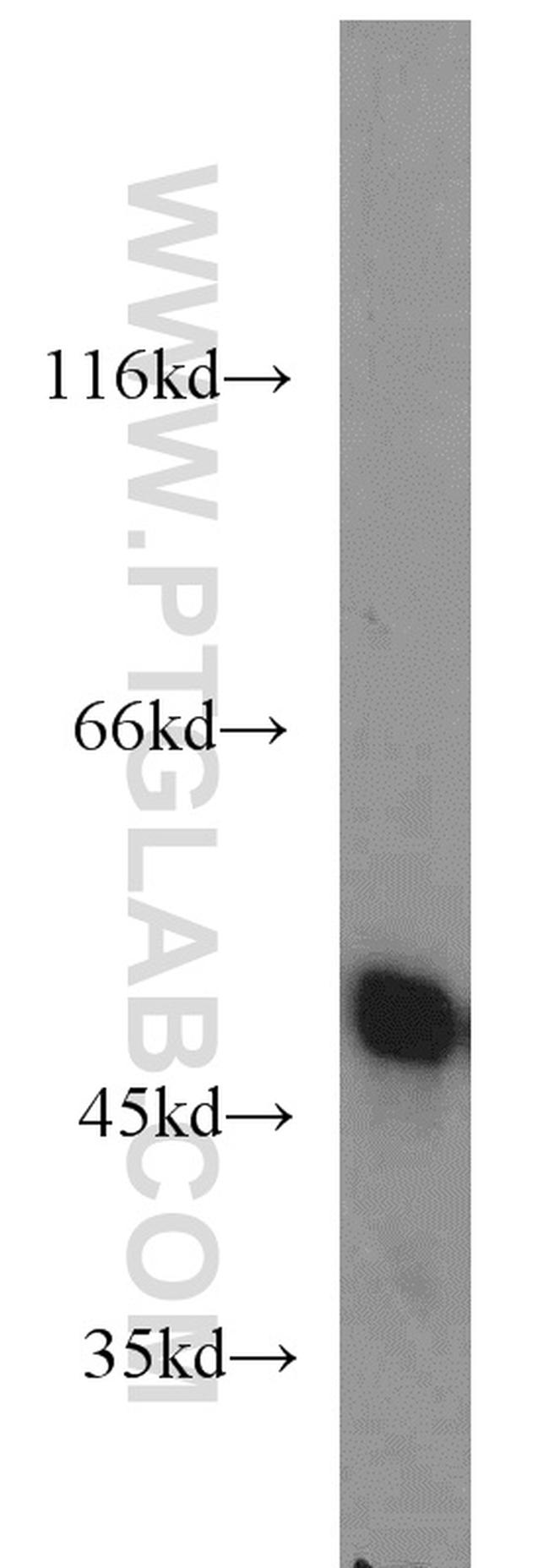 ENO1 Antibody in Western Blot (WB)
