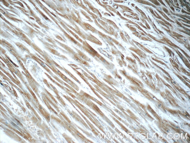 Caspase 12 Antibody in Immunohistochemistry (Paraffin) (IHC (P))