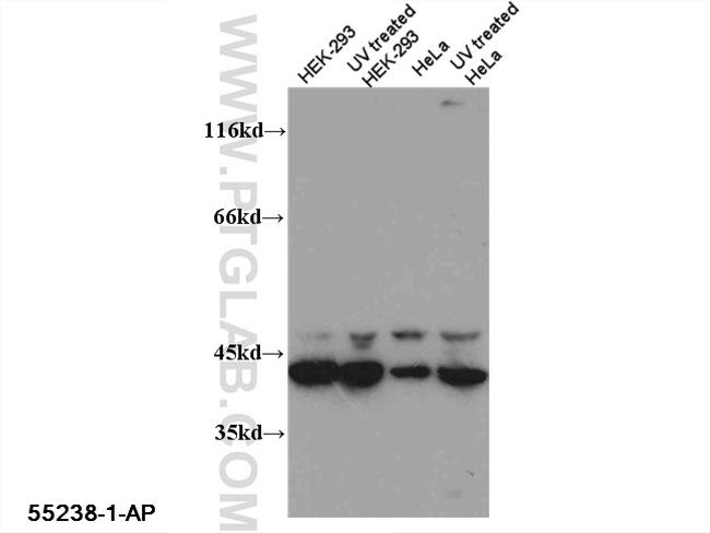 Caspase 12 Antibody in Western Blot (WB)