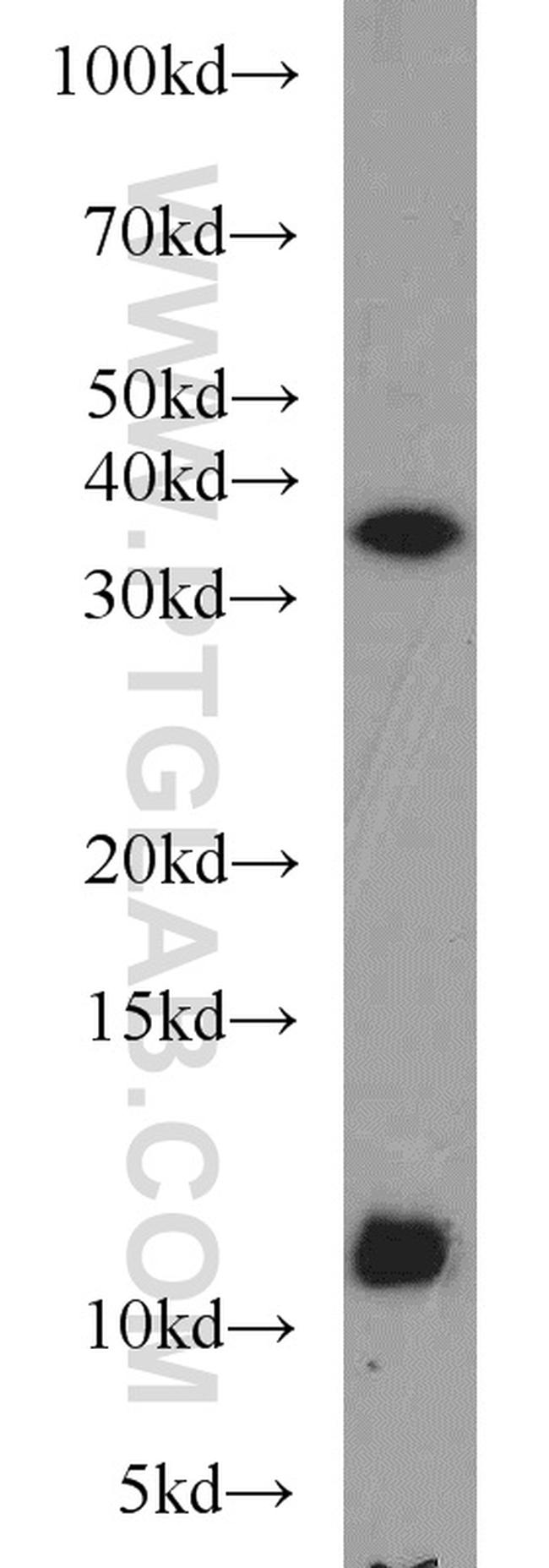 Caspase 12 Antibody in Western Blot (WB)