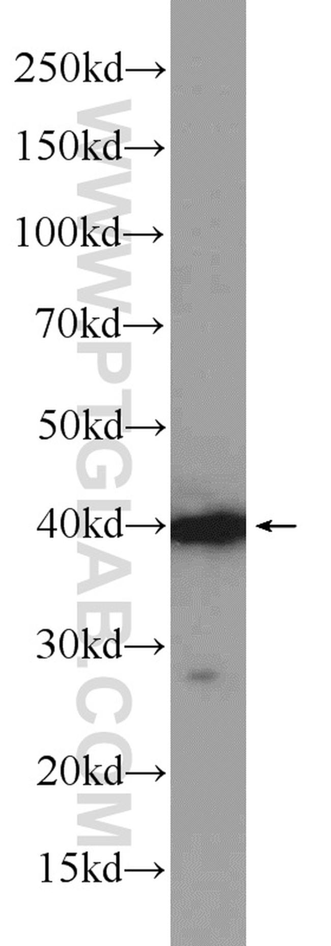 Caspase 12 Antibody in Western Blot (WB)