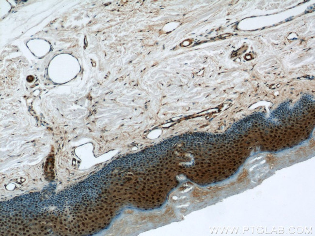 MORF4L1 Antibody in Immunohistochemistry (Paraffin) (IHC (P))