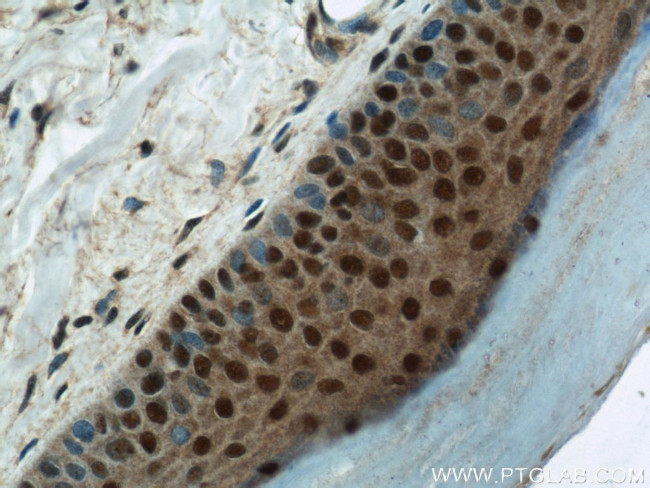 MORF4L1 Antibody in Immunohistochemistry (Paraffin) (IHC (P))